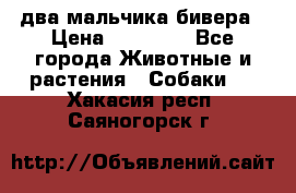 два мальчика бивера › Цена ­ 19 000 - Все города Животные и растения » Собаки   . Хакасия респ.,Саяногорск г.